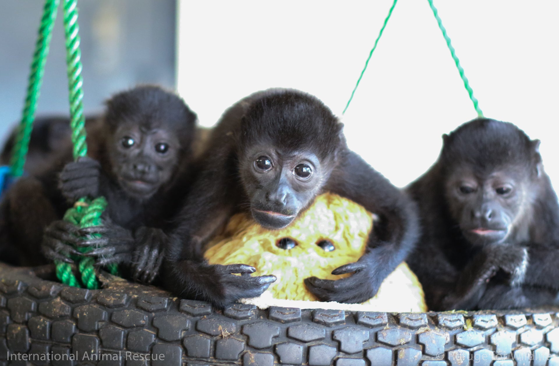 Howler Monkeys