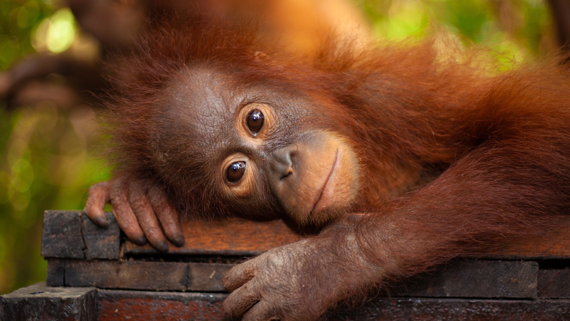 Orangutan