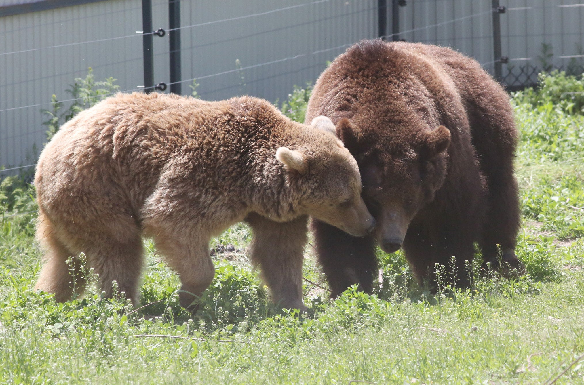 Armenian Bears