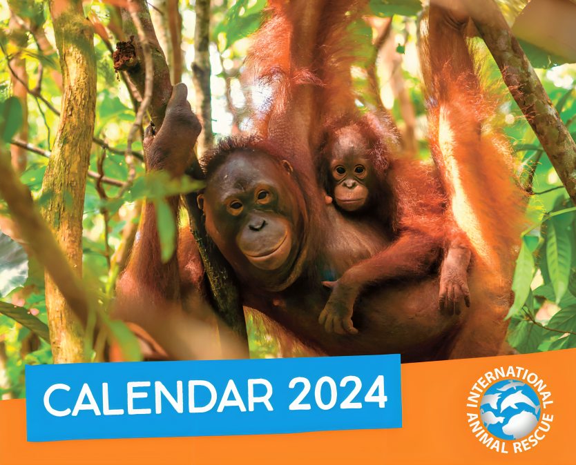 Orangutan Calendar 2025 International Animal Rescue