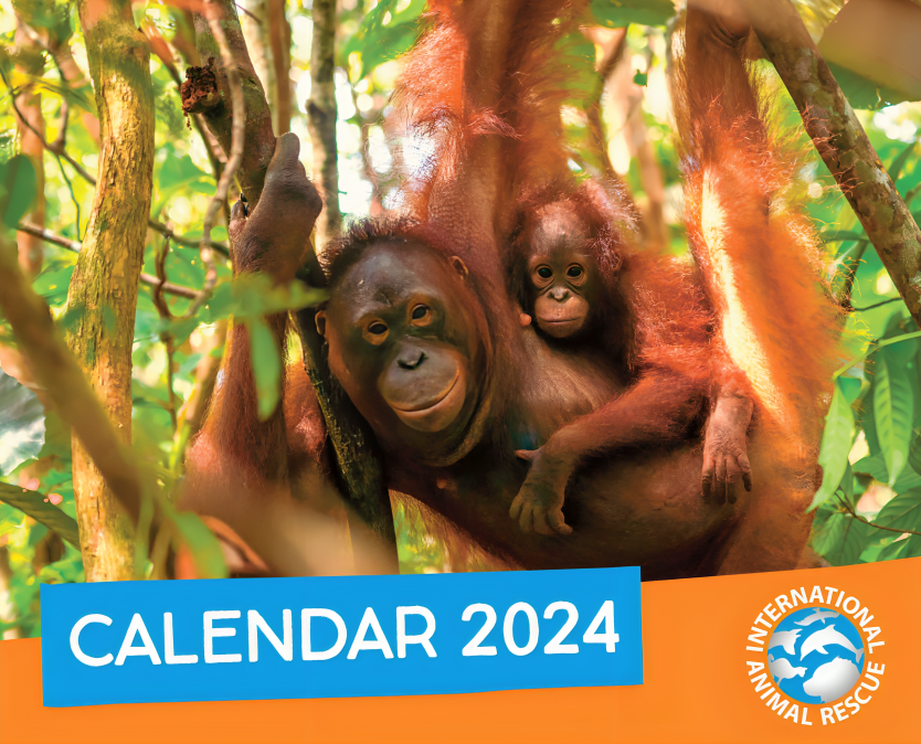 Orangutan Calendar 2024 International Animal Rescue