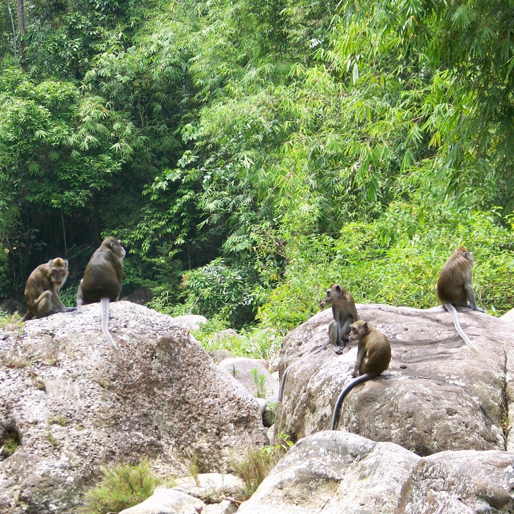 Freedom for a Macaque