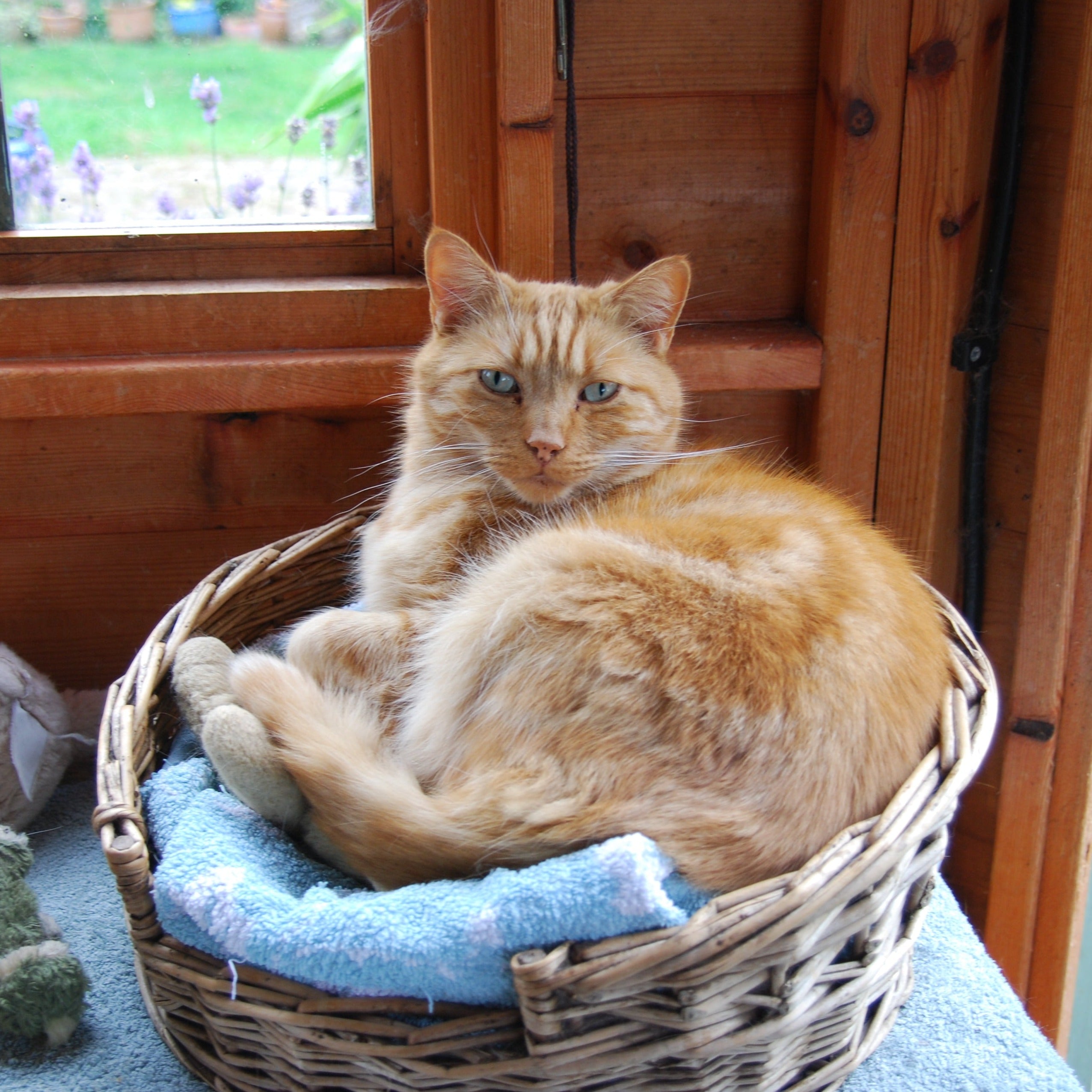 A Cosy Cat Bed