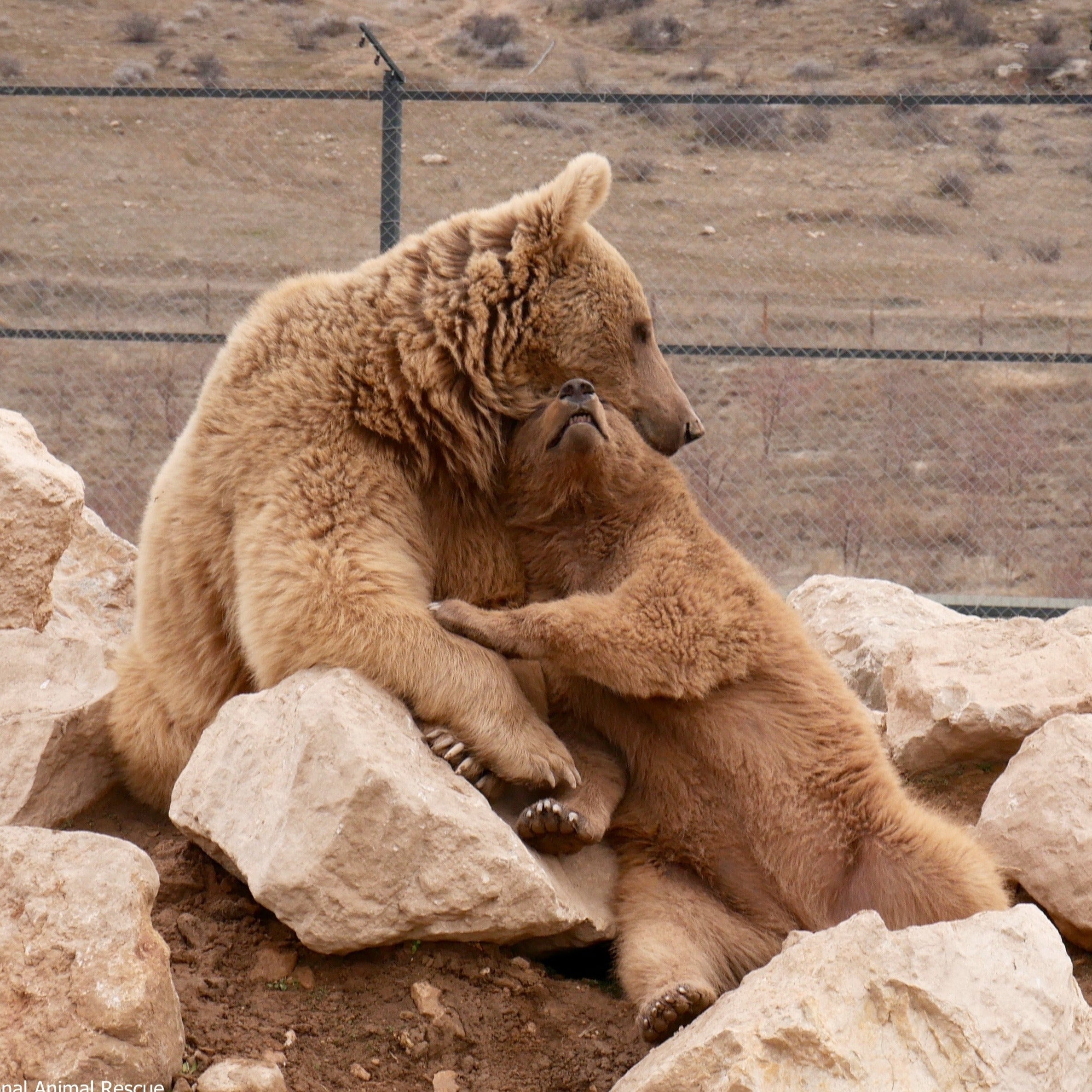 A Bear Hug