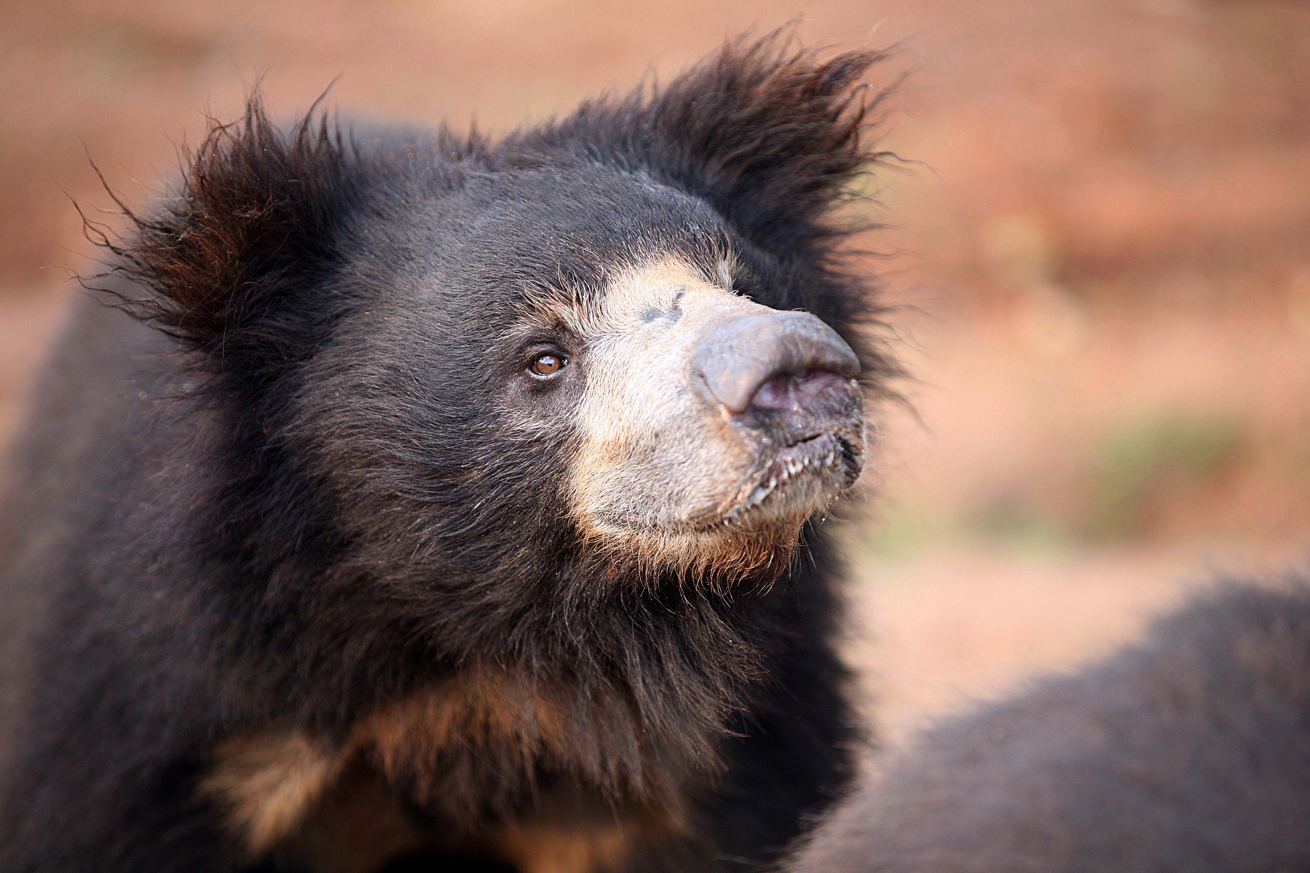 Indian Sloth Bears