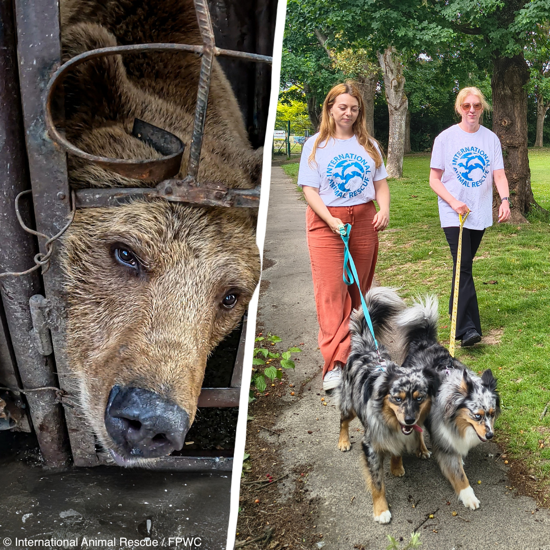 2026 Step Up For Bears