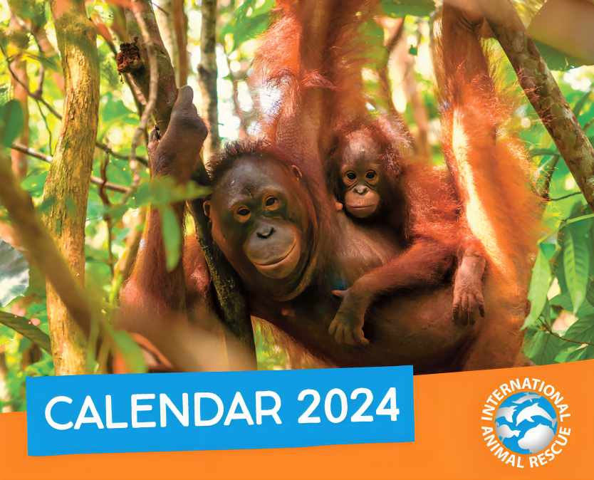 Orangutan Calendar 2024