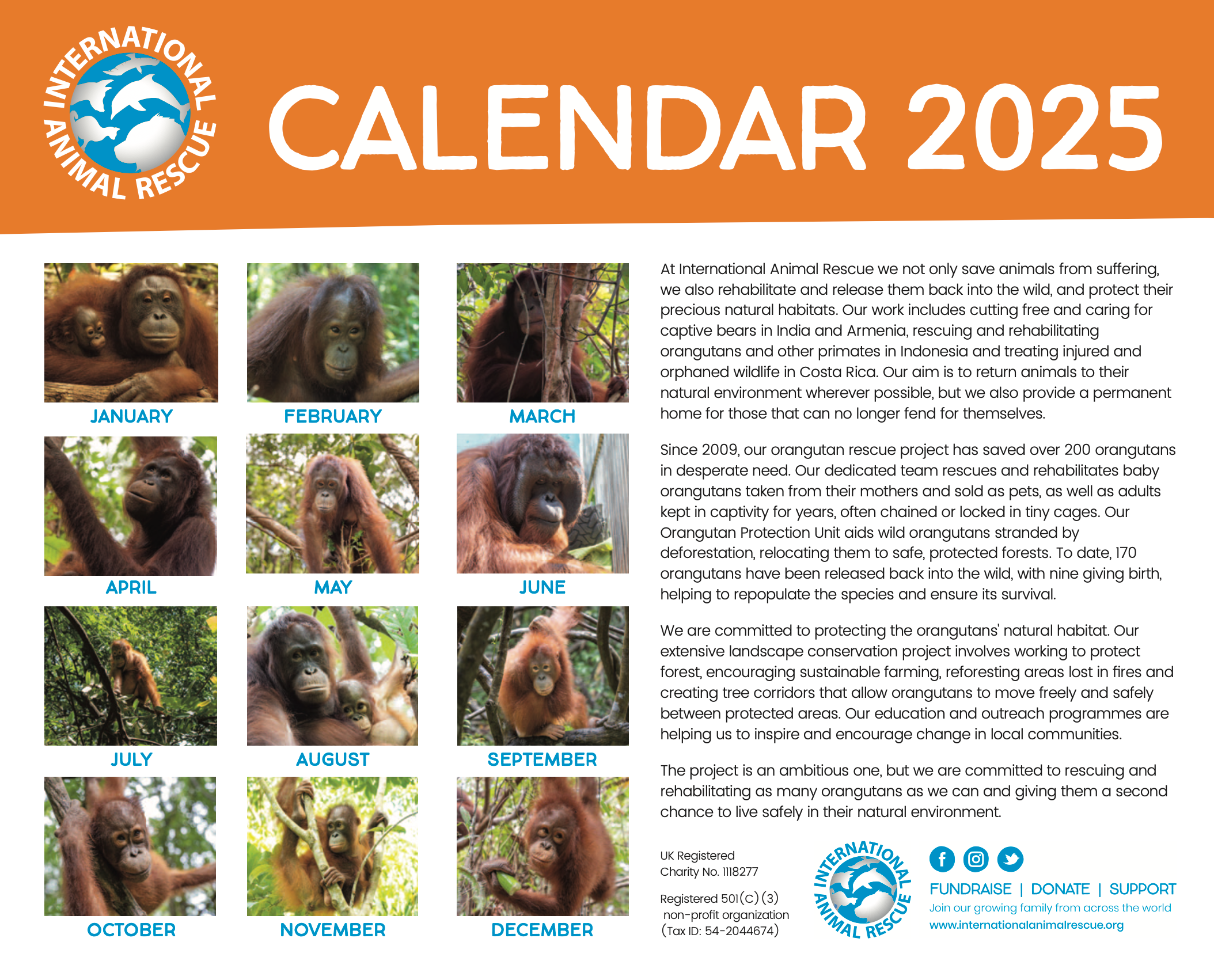 Orangutan Calendar 2025