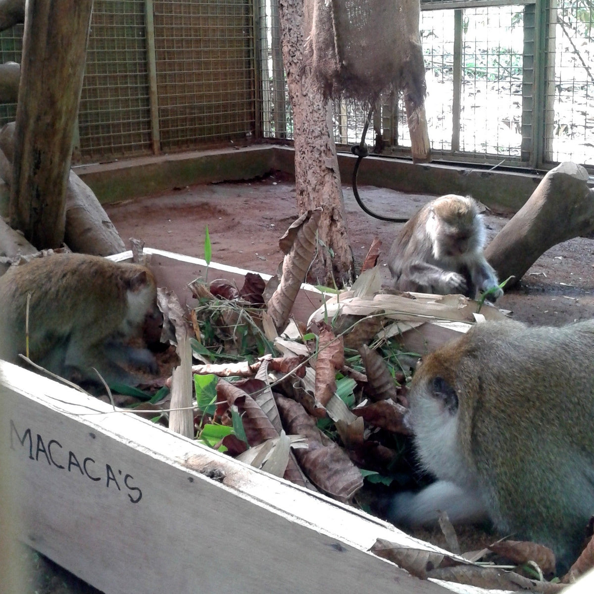 Foraging Box | International Animal Rescue