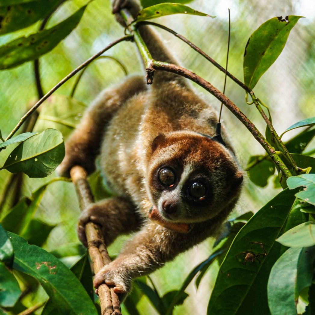Freedom for a Slow Loris